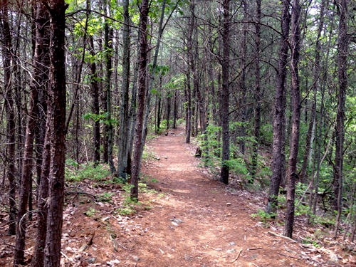 Berea Forest Hiking